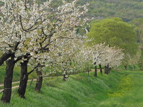 Ciliegi in fiore sui Colli Berici