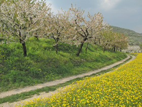 Ciliegi e prati in fiore, Colli Berici